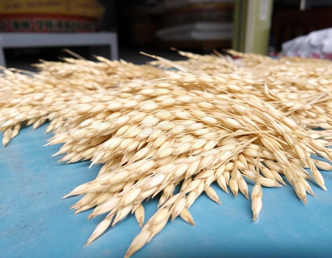 水稻种子
