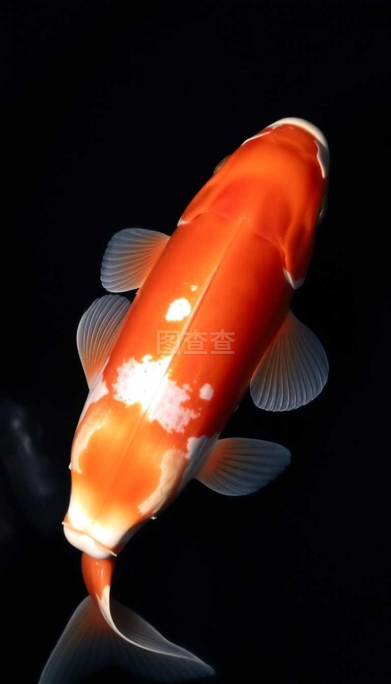 淡水鱼产业的新变化与发展动态
