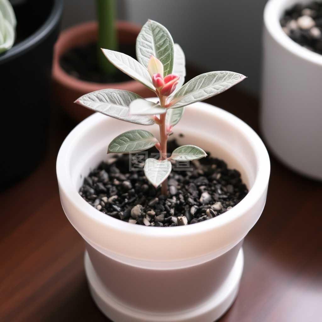 土壤配比:种植者的秘密武器
